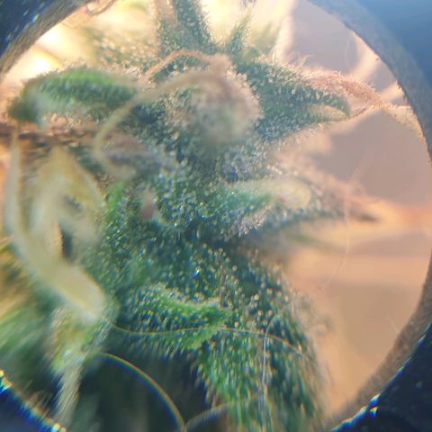 Delta 9 growlog timeline photo