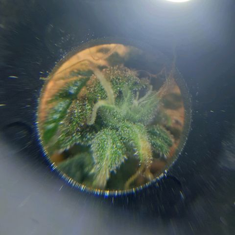 Delta 9 growlog timeline photo