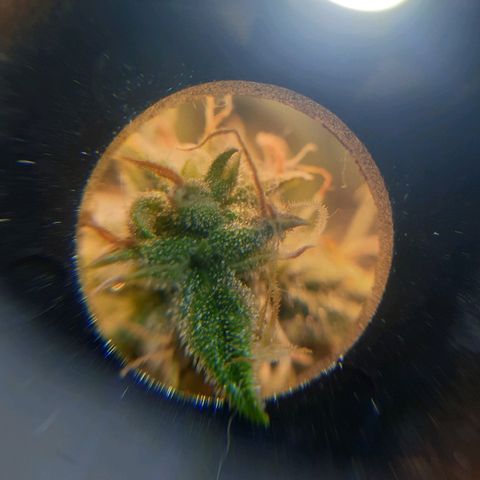 Delta 9 growlog timeline photo