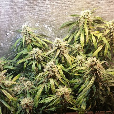 Delta 9 growlog timeline photo