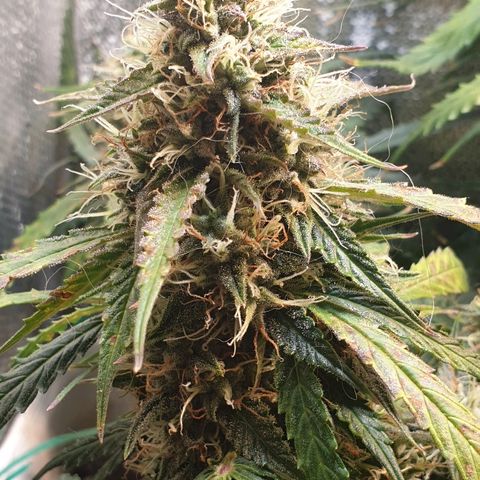 Delta 9 growlog timeline photo