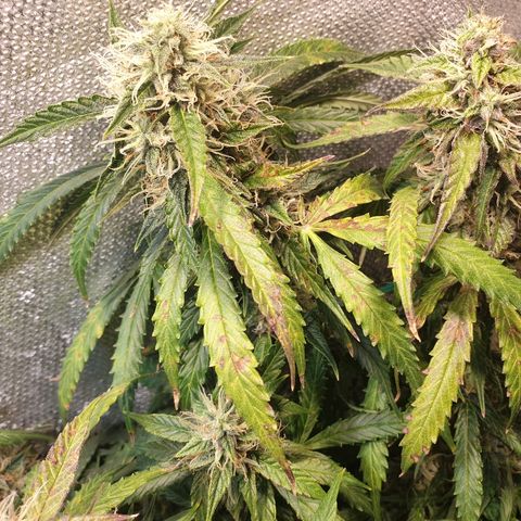 Delta 9 growlog timeline photo