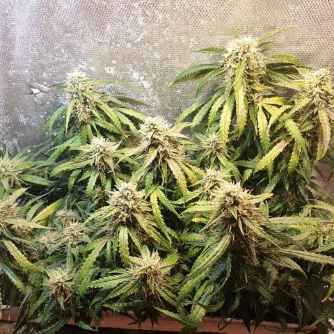 Delta 9 growlog timeline photo