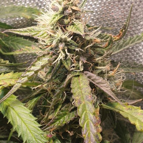 Delta 9 growlog timeline photo