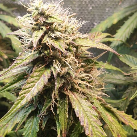 Delta 9 growlog timeline photo