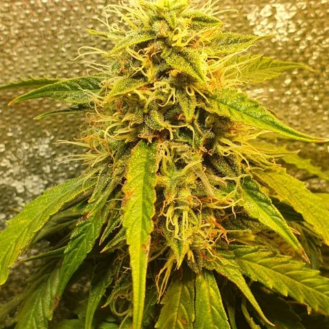 Delta 9 growlog timeline photo