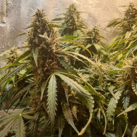 Delta 9 growlog timeline photo