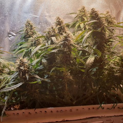 Delta 9 growlog timeline photo