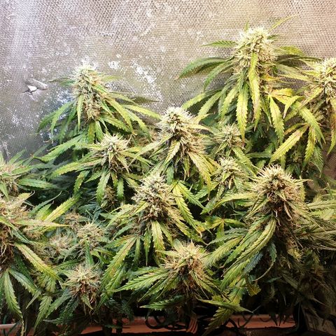 Delta 9 growlog timeline photo
