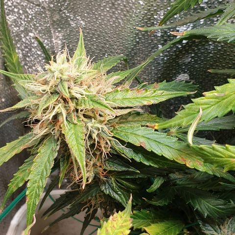 Delta 9 growlog timeline photo