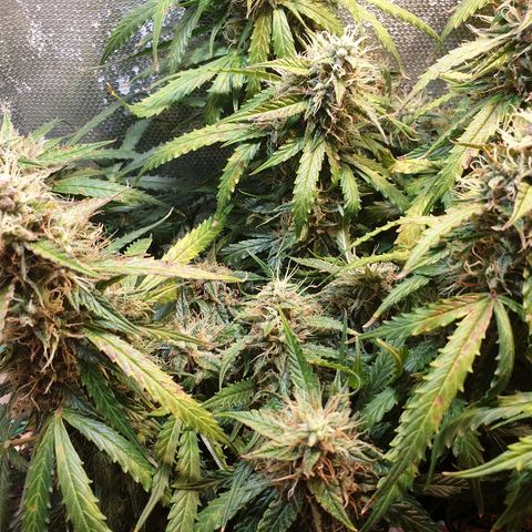 Delta 9 growlog timeline photo