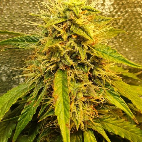 Delta 9 growlog timeline photo