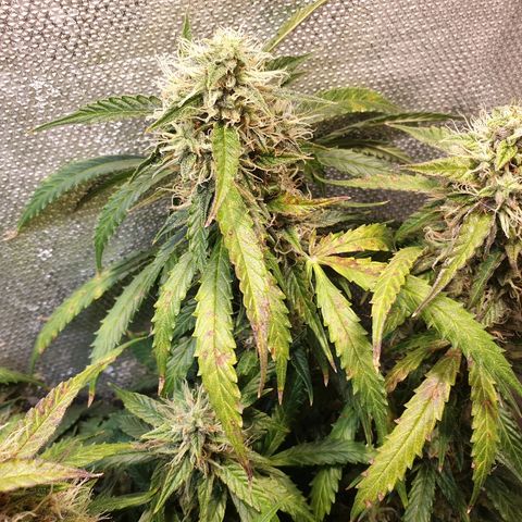 Delta 9 growlog timeline photo