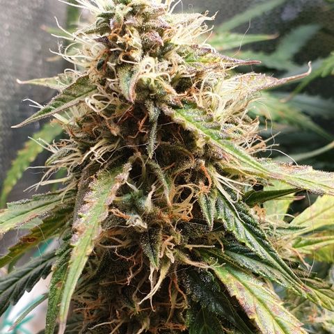 Delta 9 growlog timeline photo