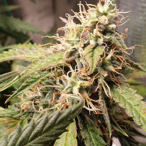 Delta 9 growlog timeline photo