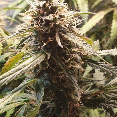 Delta 9 growlog timeline photo