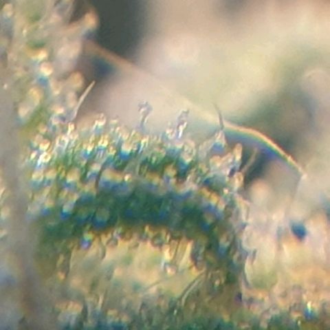 Delta 9 growlog photo: Mikroskop