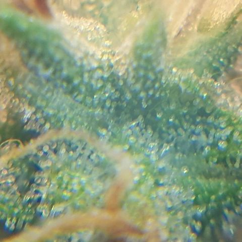 Delta 9 growlog timeline photo