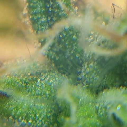 Delta 9 growlog timeline photo