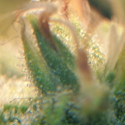 Delta 9 growlog timeline photo