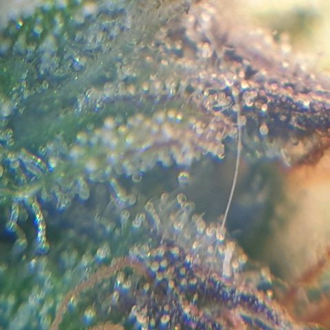 Delta 9 growlog timeline photo