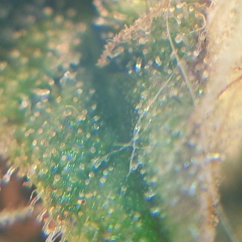 Delta 9 growlog timeline photo
