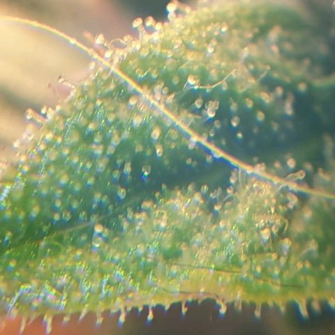 Delta 9 growlog timeline photo