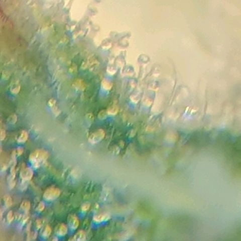 Delta 9 growlog timeline photo