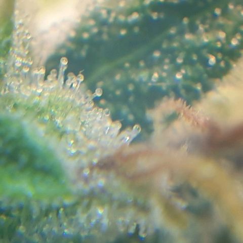 Delta 9 growlog timeline photo