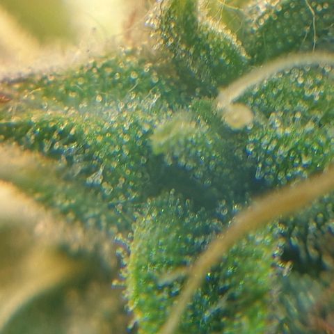 Delta 9 growlog timeline photo