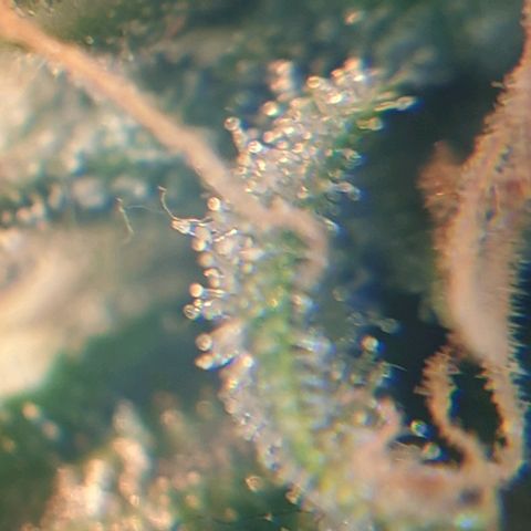 Delta 9 growlog photo: Mikroskop 2
