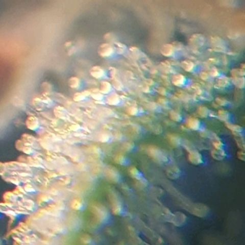 Delta 9 growlog photo: Mikroskop 2