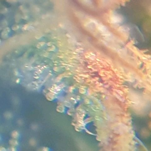Delta 9 growlog photo: Mikroskop 2