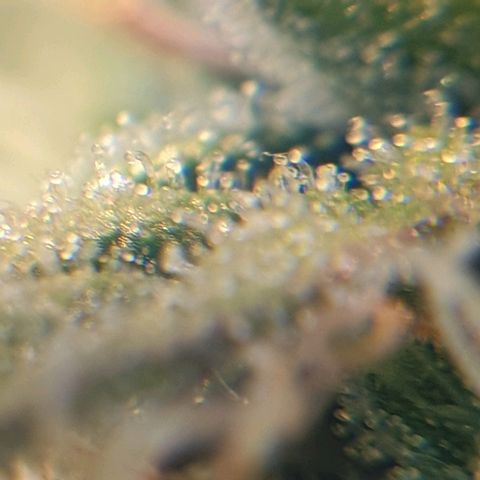 Delta 9 growlog photo: Mikroskop 2