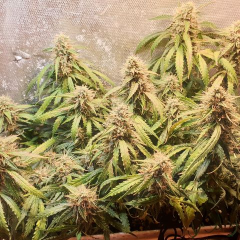 Delta 9 growlog timeline photo
