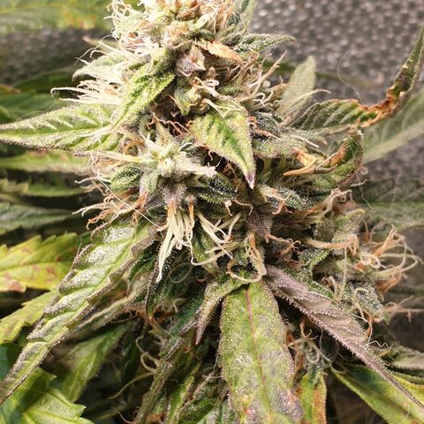 Delta 9 growlog timeline photo