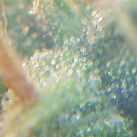 Delta 9 growlog photo: Mikroskop