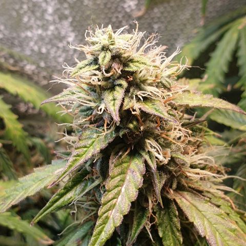 Delta 9 growlog timeline photo