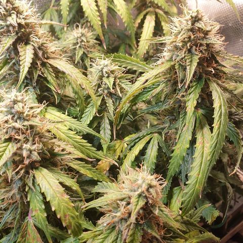 Delta 9 growlog timeline photo