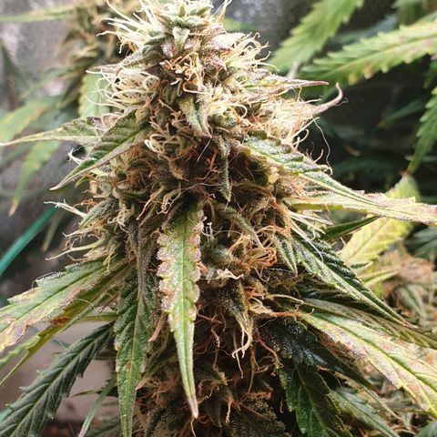 Delta 9 growlog timeline photo