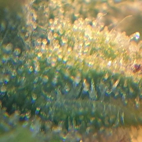 Delta 9 growlog photo: Mikroskop
