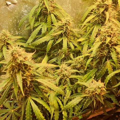 Delta 9 growlog timeline photo