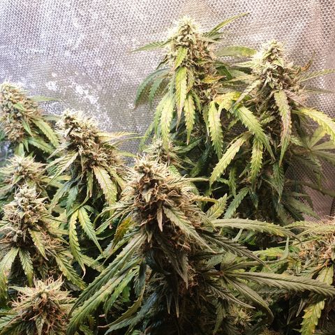 Delta 9 growlog timeline photo