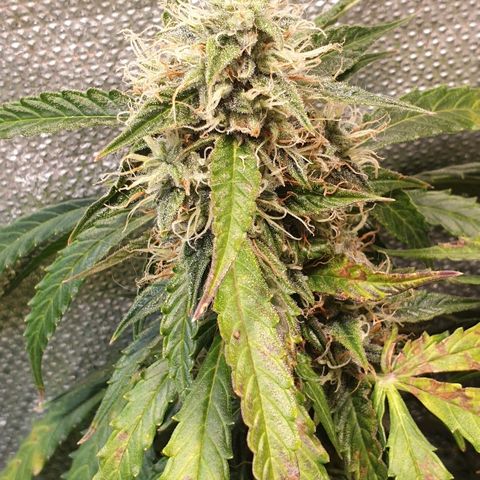 Delta 9 growlog timeline photo