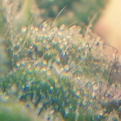 Delta 9 growlog photo: Mikroskop