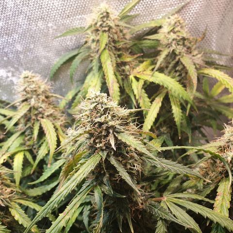 Delta 9 growlog timeline photo