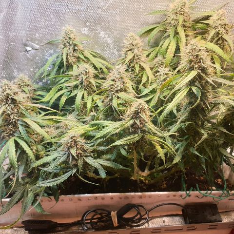Delta 9 growlog timeline photo