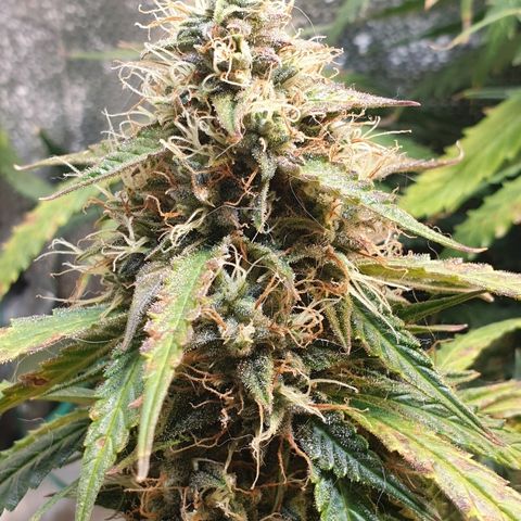 Delta 9 growlog timeline photo