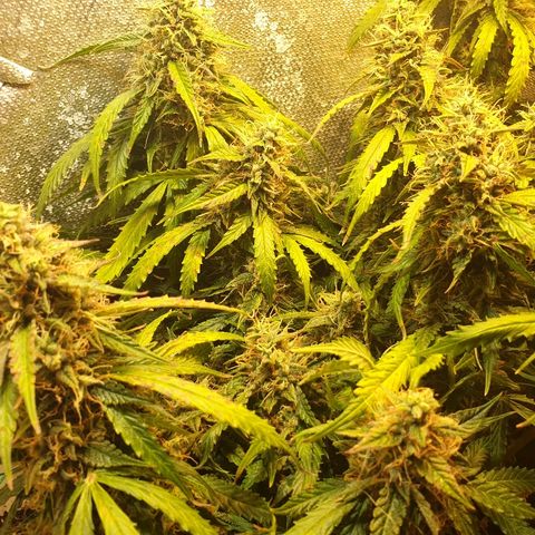 Delta 9 growlog timeline photo
