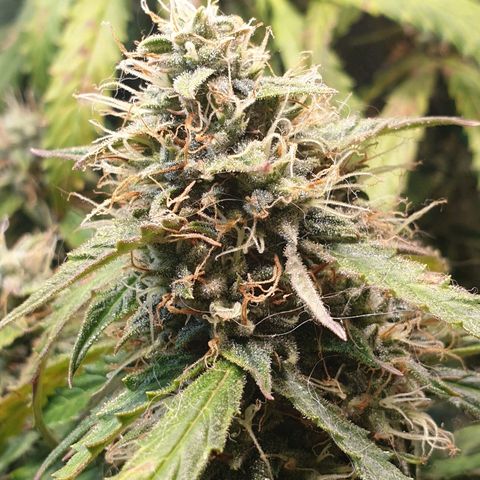 Delta 9 growlog timeline photo